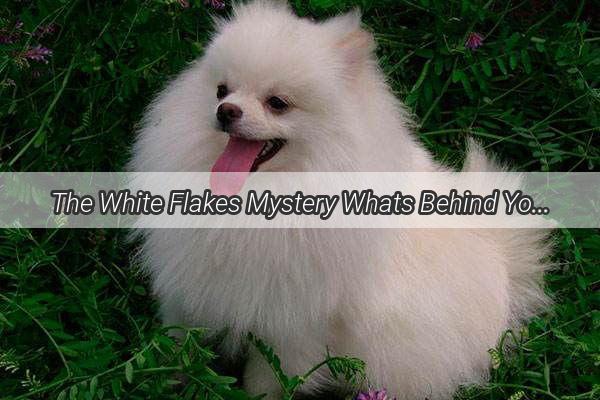 The White Flakes Mystery Whats Behind Your Dogs Itchy Back Discover the Solution